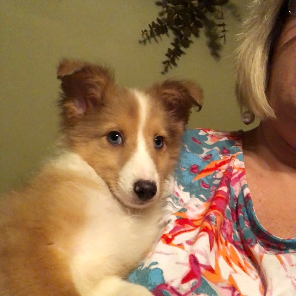 Meet your Posher, Georgeann - Picture 1 of 1